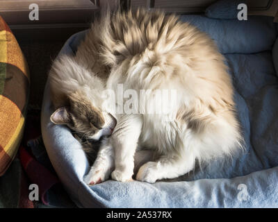 Un homme adulte chat Ragdoll, réputés pour leur accueil chaleureux et l'affection, recroquevillé dans une mer d'être juste un peu trop petite Banque D'Images