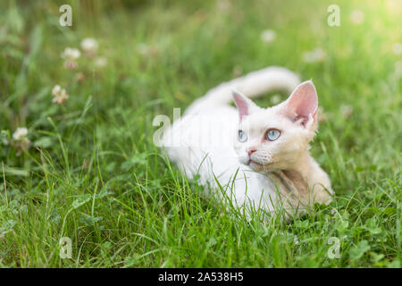 Un mignon jeune de race blanche chat Devon Rex sur une herbe verte jardin pelouse, à gauche avec l'exemplaire de l'espace dans le cadre. Banque D'Images