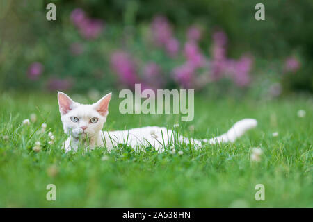 Un jeune chat Devon Rex race blanche dans l'herbe verte avec des fleurs violettes en arrière-plan. Le chat est prévue à l'herbe et elle est looki Banque D'Images