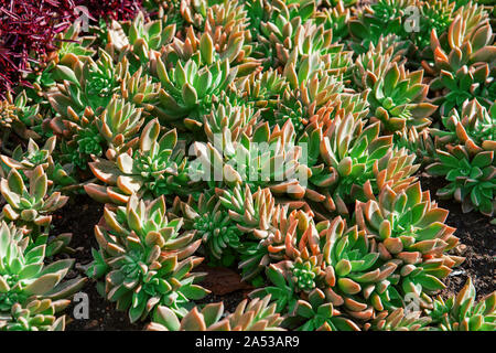 Des plantes succulentes poussent sur le terrain. Arrière-plan de l'usine de plantes ronde avec des feuilles. Banque D'Images