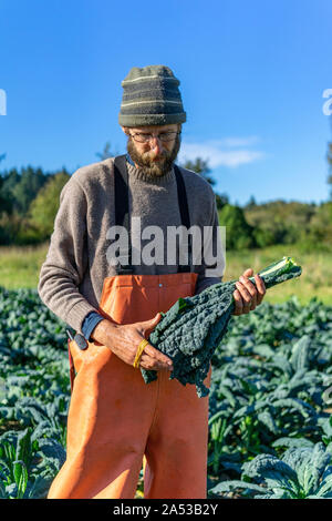 Farmer est la collecte de matières organiques pour le marché italien kale Banque D'Images