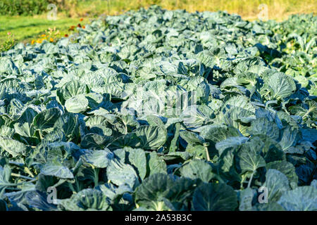 Rangées de choux de Bruxelles à la ferme bio à Tacoma, Washington Banque D'Images