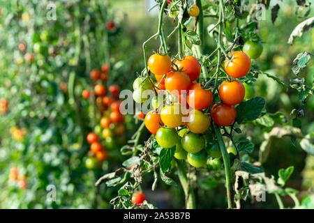 Heirloom colorés mûrs tomates biologiques sur la vigne Banque D'Images