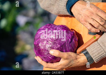 Farmer est holding red cabbage organique Banque D'Images