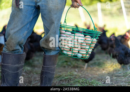 Farmer est la tenue d'œufs de poulet bio gamme seau Banque D'Images