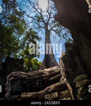 Jungle immense arbre sur les temples en ruines de grosses pierres, en Asie du sud-est, avec des racines serrant les rochers, avec le soleil derrière Banque D'Images