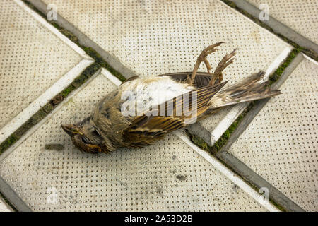 Sparrow se trouve sur le trottoir. Oiseau abattu en voiture Banque D'Images