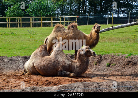 Les chameaux au Jimmy's Farm et Wildlife Park, Pannington Hall Lane, Ipswich, Royaume-Uni. Les chameaux ont été portées à la ferme à l'été 2019. Banque D'Images