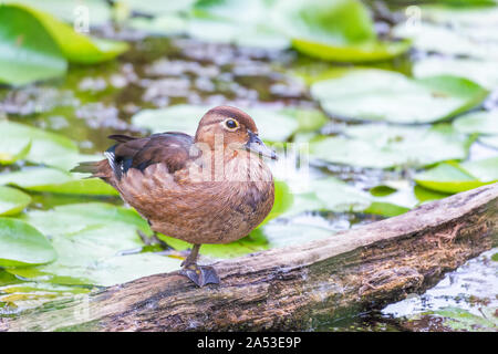 Les sarcelles à ailes vertes en appui sur une jambe dans le marais de castor. Le parc national de Cuyahoga. L'Ohio. USA Banque D'Images