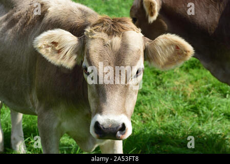 Les jeunes vaches brunes typiques sain en Bavière sur un pâturage avec museau doux Banque D'Images