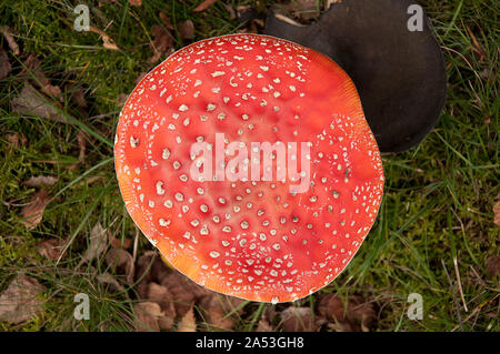 Vue de dessus plus fly agarics sur un jziprian par meadow Banque D'Images