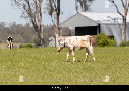 Le noir et blanc vaches paissant dans un champ d'herbe verte. Banque D'Images