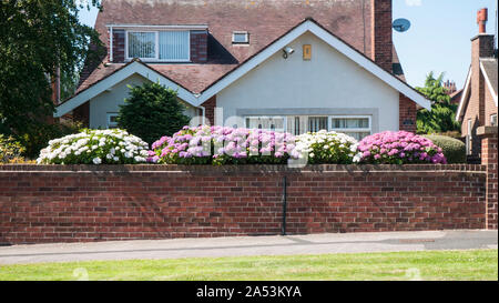 Hortensia rose et blanc macrophyllia Hortensias contre croissante et sur un mur de jardin. La floraison milieu à la fin de l'été est entièrement caduques et hardy Banque D'Images