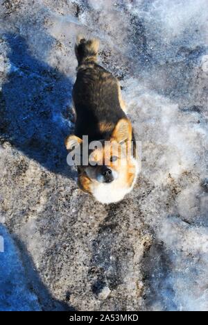 Petit mignon chien moelleux avec blanc, marron et taches noires sur la neige sale et à l'avant, printemps journée ensoleillée dans le parc, vue d'en haut Banque D'Images