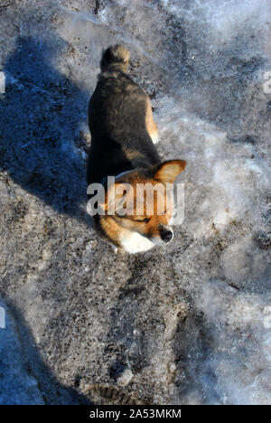 Petit mignon chien moelleux avec blanc, marron et taches noires sur la neige sale et à l'écart, printemps journée ensoleillée dans le parc, vue d'en haut Banque D'Images