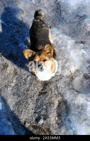 Petit mignon chien moelleux avec blanc, marron et taches noires sur la neige sale et à l'avant, printemps journée ensoleillée dans le parc, vue d'en haut Banque D'Images