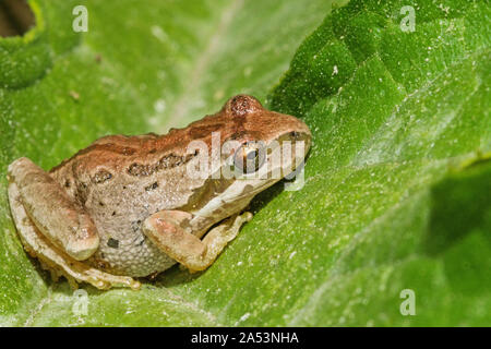 Rainette du Pacifique ou Pseudacris sierra également connu sous le nom de Pacific ou sierra tree frog sitting on a leaf Banque D'Images