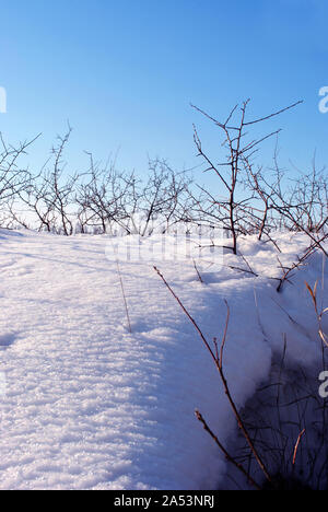 Thorn branches sans feuilles sur fond de neige blanc brillant avec ombres, bright blue sky background Banque D'Images