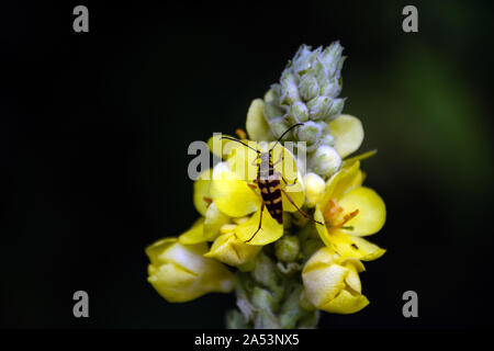 Un longicorne bagués repose sur une fleur jaune dans le sud-ouest du Missouri. L'effet de flou. Banque D'Images