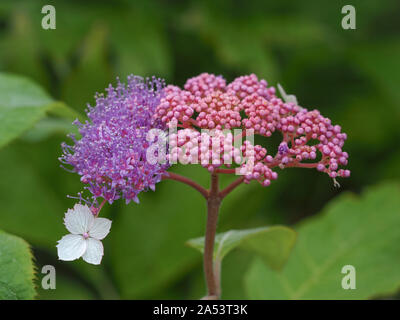 Blanc et des fleurs de lavande et d'Hydrangea aspera bourgeons rose 'Rocklon» Banque D'Images