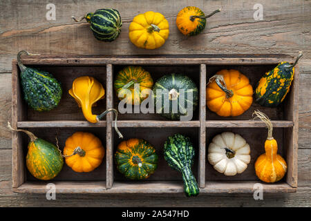 Les courges décoratives colorées dans une boîte de rangement en bois sur les planches en bois historique Banque D'Images