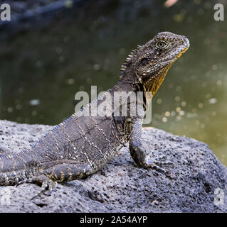 L'eau de l'Est de l'Australie, lézard Dragon Itellagama lesueurii, dans la nature et à l'expression d'alerte sur la roche à côté de l'eau dans city park. Banque D'Images