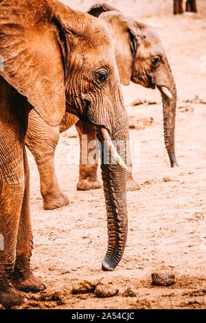 Gros plan vertical de deux éléphants mignons dans un désert - super pour un article sur la faune Banque D'Images
