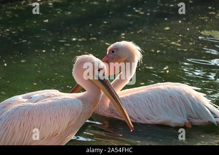 Le grand pélican blanc (Pelecanus onocrotalus) aussi connu comme l'est le pélican blanc pélican blanc ou rose, Pelican, est un grand oiseau de la f Banque D'Images