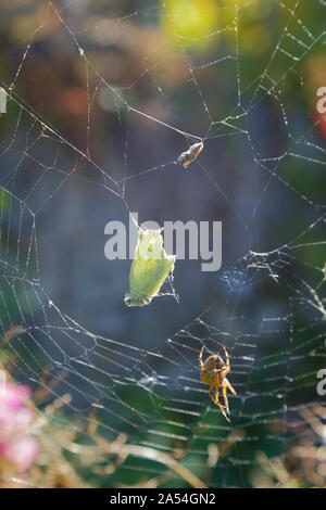 Chou blanc papillon pris dans le jardin commun spider web Banque D'Images