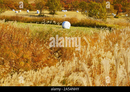 Senomoto Plateau en automne, Kumamoto Prefecture, Japan Banque D'Images