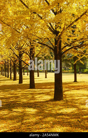 Kumamoto Research Park, la Préfecture de Kumamoto, Japon, automne Banque D'Images