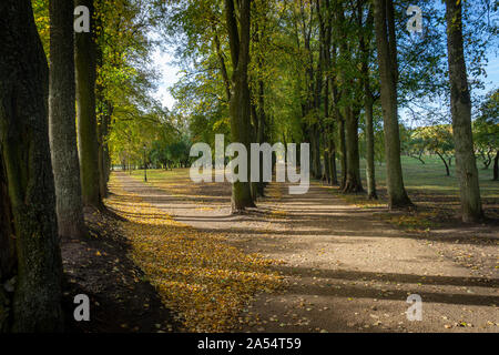 Fork Road dans un parc bordé d'arbres aux couleurs automnales dans une vue de recul des saisons conceptuel ou de décisions, les choix et possibilités Banque D'Images