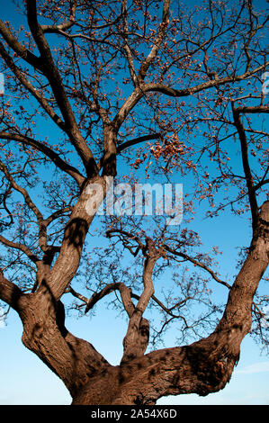 Branches sans feuilles de beaux arbres d'automne contre un bleu lumineux ciel d'hiver sous la lumière du soleil Banque D'Images