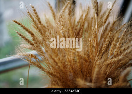 Fleur de blé sec Banque D'Images