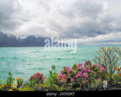 Lac de Genève, Montreux, Stiwzerland. D'azur à l'eau turquoise, des fleurs roses et transalpins sur l'arrière-plan. Banque D'Images