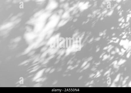 Flou de l'ombre des feuilles sur le mur blanc fond abstrait. Banque D'Images