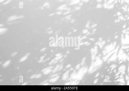Flou de l'ombre des feuilles sur le mur blanc fond abstrait. Banque D'Images