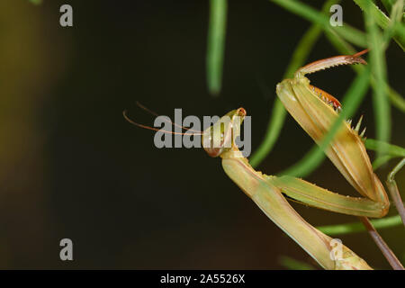 Mante religieuse européenne ou d'Amérique latine mante Mantis religiosa sur une fleur sauvage en été en Italie ou de l'animal symbole de l'état du Connecticut Banque D'Images