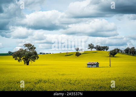 Champ jaune de canola avec arbre seul et cabane Banque D'Images