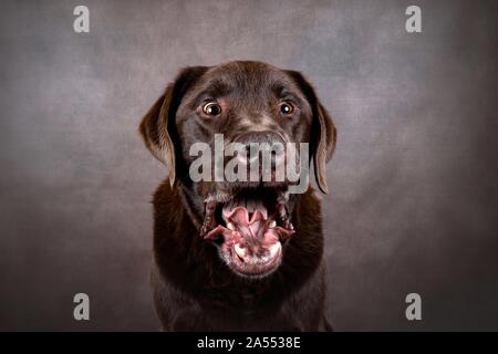 Labrador Retriever portrait Banque D'Images