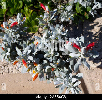 Eremophila glabra 'Silver prostré Propagation' couvre-sol compact avec feuillage d'argent et une profusion de fleurs tubulaires rouge jaune au printemps. Banque D'Images