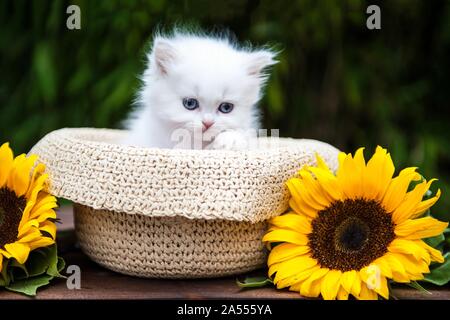 British Longhair chaton Banque D'Images