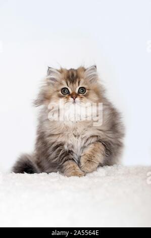 British Longhair chaton Banque D'Images
