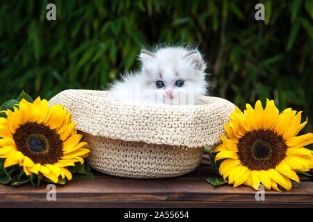 British Longhair chaton Banque D'Images