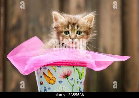 Chaton Longhair allemande Banque D'Images