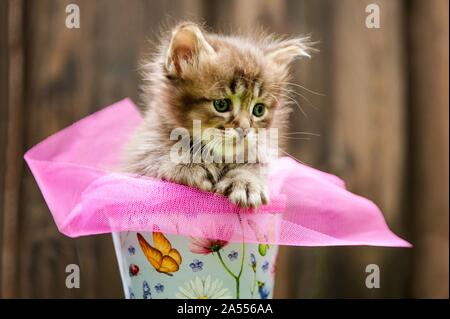 Chaton Longhair allemande Banque D'Images