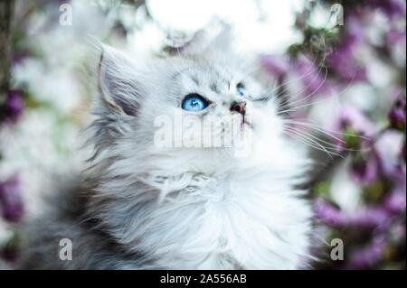 Portrait de chaton Longhair allemande Banque D'Images