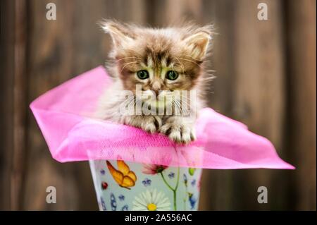 Chaton Longhair allemande Banque D'Images