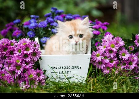 Portrait de chaton Longhair allemande Banque D'Images
