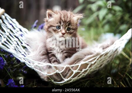 Chaton Longhair allemand assis Banque D'Images